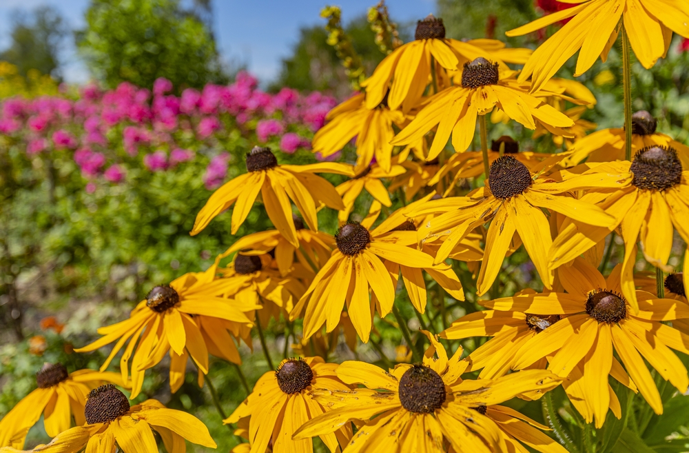 Rudbeckia, blooming in July